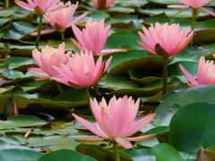 -白鹭湾湿地公园