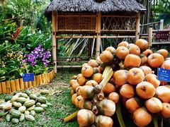 -中国科学院西双版纳热带植物园