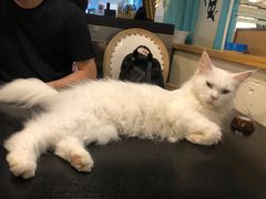 -猫小院猫主题咖啡厅(北锣店)