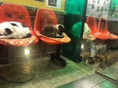 -猫咪博物馆(顶澳仔猫街店)