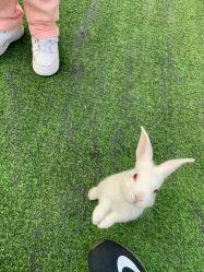 -萌宠亲子动物乐园(槐房万达店)