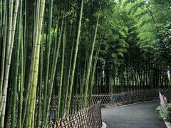 -陈家山荷花公园