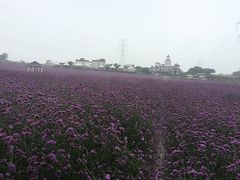 -紫颐香薰山谷景区