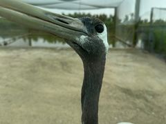 -盐城丹顶鹤湿地生态旅游区