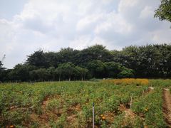-松山湖梦幻百花洲