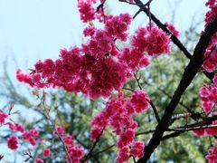 -武汉大学-樱园