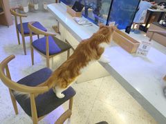 -喵园·猫主题咖啡厅·撸猫·猫咖(国贸店)