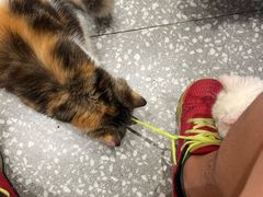 -囡的喵喵酱·萌宠生活馆·宠物洗护美容(胶州路店)