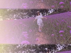 -大塘金香草谷