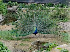 -清迈夜间动物园