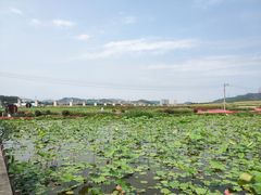 -光明小镇欢乐田园