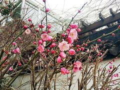 -香雪海饭店中餐厅(人民桥店)