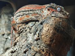 -酷以爬仙阁实体爬宠店·守宫·蜥蜴·专业繁育