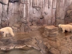 -西安曲江海洋极地公园