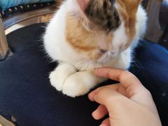 -more than meow吴止猫主题餐厅(承德 中船汇店)