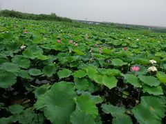 -荷塘月色湿地公园·向阳花洲