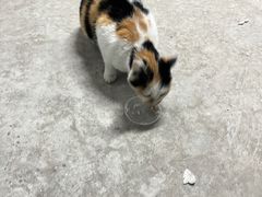 -宠颐生宠物医院·犬猫全科·皮肤科(商业街店)