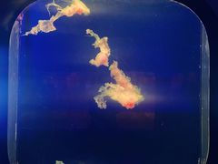 -西安曲江海洋极地公园