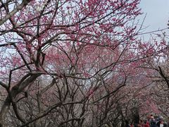 -香雪海