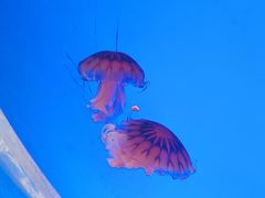 -上海海洋水族馆