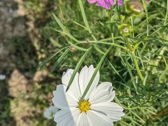 -径山花海