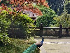 -都江堰普照寺