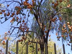 -三里屯东五街银杏大道