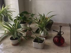 -新湖明珠城