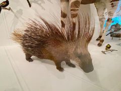 -墨尔本博物馆(Melbourne Museum)
