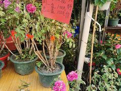 -溪岸路花鸟市场