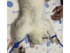 -灵美宠物诊所