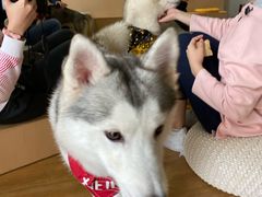 -Husky Go! 哈士奇体验馆·宠物咖啡厅狗咖