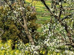 -桑洲油菜花景区