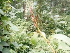 -广西壮族自治区药用植物园