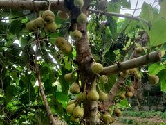 -园林美食城·本土农家菜(杨和镇店)