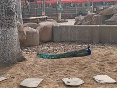 -北戴河集发农业梦想王国