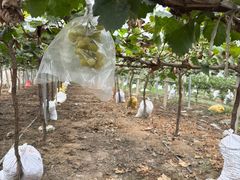 -马陆小张葡萄园农家乐