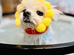 -爱派特动物医院·全科诊疗中心