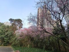 -重庆彩云湖湿地公园