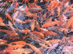 -千岛湖东南湖区