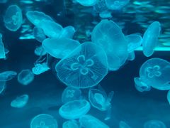-海合安成都极地海洋公园