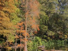 -深圳仙湖植物园