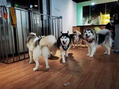 -Husky Go! 哈士奇体验馆·宠物咖啡厅狗咖