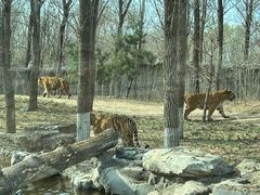 -北京野生动物园