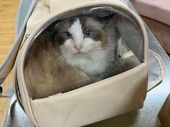 -喵百万·布偶·蓝金金渐层英短·猫舍(百子湾店)