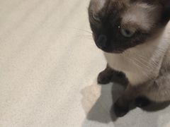 -藏猫猫咖啡主题馆(中央大道店)