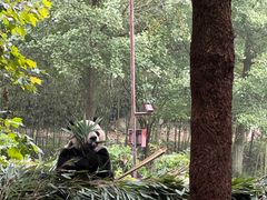 -都江堰中华大熊猫苑