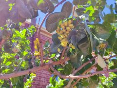 -墨尔本皇家植物园