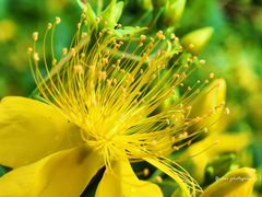 -太湖饭店玉兰厅(自助餐厅)