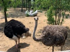 -大连森林动物园